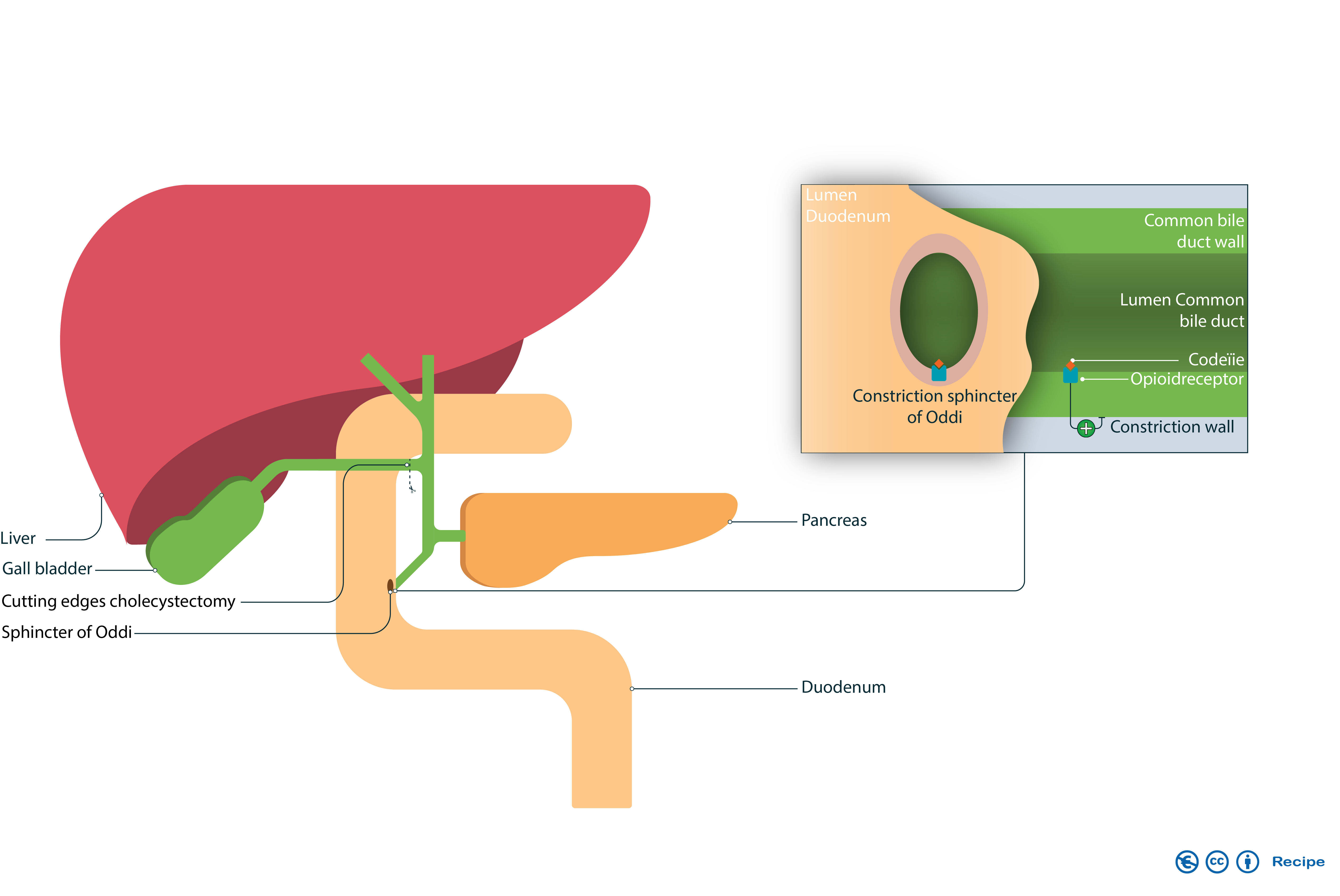 Dr. Vigilance Dr.Vigilance Explains Illustrations Prescribing